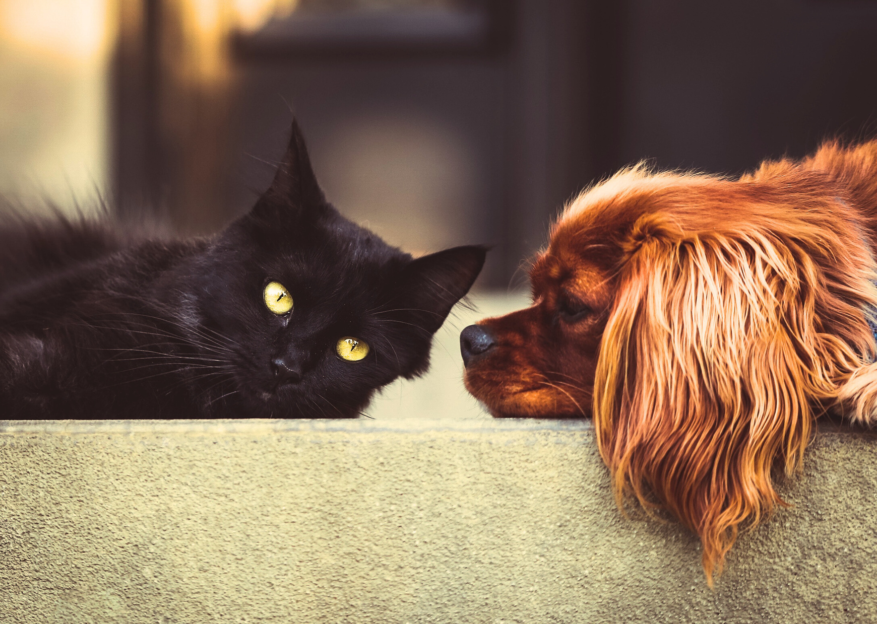 Family pets adjusting to a new home during a move